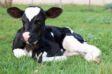 Top 60 Dairy Calves Stock Photos, Pictures, and Images - iStock