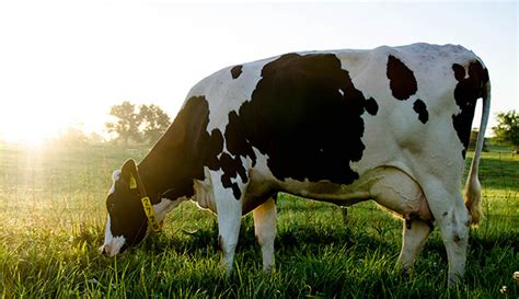 7 Things To Know About Your First Dairy Cow - Hobby Farms