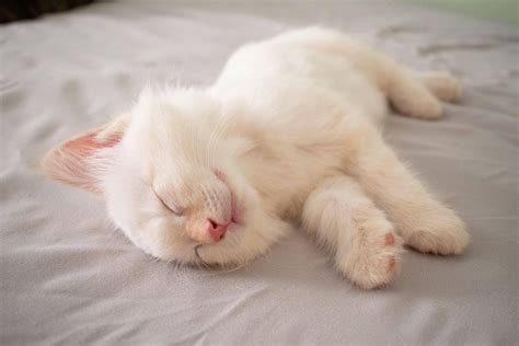 Cat Snoring: What Pet Owners Should Know | Pretty Litter - PrettyLitter