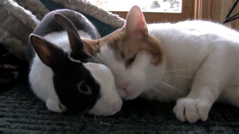 Cat & Bunny best friends - YouTube