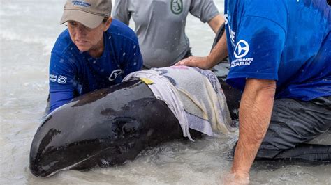 Beached 8-foot whale rescued from Pinellas beach