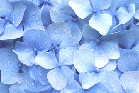 Pastel Blue Flower Wallpapers - Top Free Pastel Blue Flower Backgrounds ...