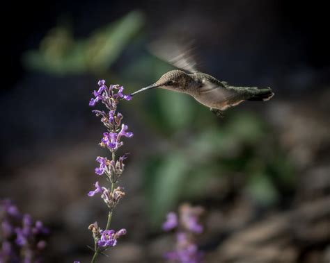 Hummingbird Feeding 8 Photograph by Ernie Echols - Pixels