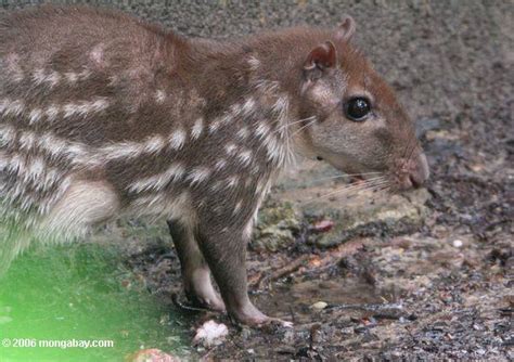 The Borugo, a rodent of unusual size from South America