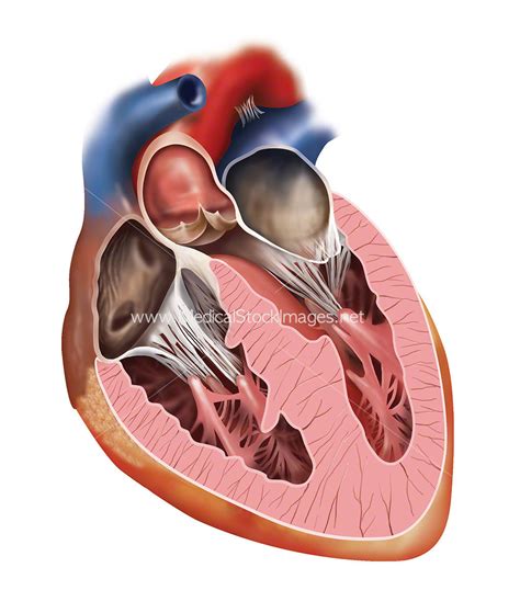 Cross Section of the Heart – Medical Stock Images Company