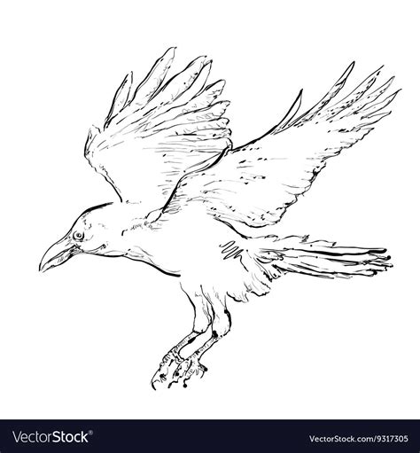Crow in flight Royalty Free Vector Image - VectorStock