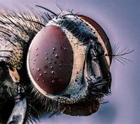 Macro Photos (25 pics)