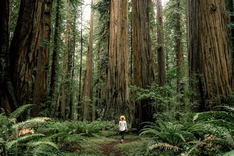 9 EPIC Hikes at REDWOOD NATIONAL PARK (+Helpful Video)