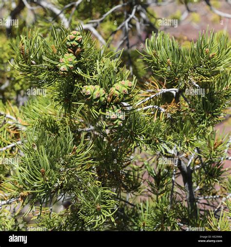 Pinon pine tree hi-res stock photography and images - Alamy