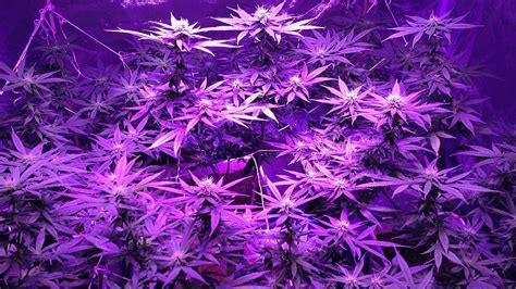 Purple Kush Smoke, smoking weed HD wallpaper | Pxfuel