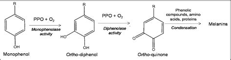 Figure 1 from Polyphenol Oxidases in Crops: Biochemical, Physiological and Genetic Aspects ...