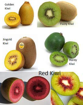 Kiwi fruit and its heath benefits | Kiwi health benefits, Kiwi fruit benefits, Kiwi fruit recipes