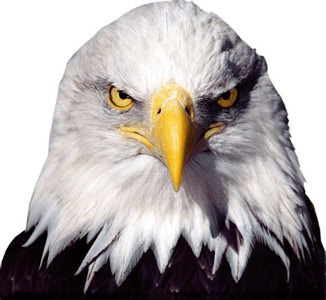 Bald Eagle Desktop Wallpaper - american eagle png download - 624*576 ...