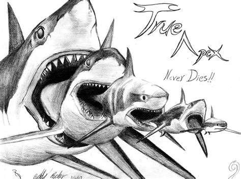 20+ Shark Drawings, Art Ideas, Sketches | Design Trends - Premium PSD ...