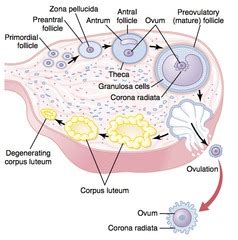 Luteinization