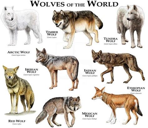 Wolves of the World Poster Print - Etsy | Wolf dog, Animals wild, Wild dogs