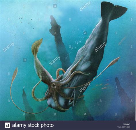 sperm whale in Fight with Giant Squid Stock Photo, Royalty Free Image ...