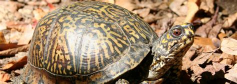 Eastern Box Turtle | Species Information | Ontario Nature