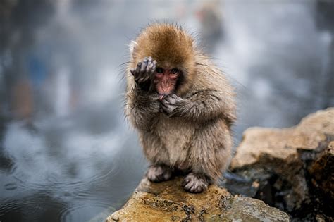 Japanese Macaques Wallpaper 31508