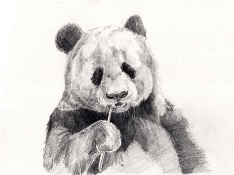 Panda Sketch Pencil Drawing - Free photo on Pixabay