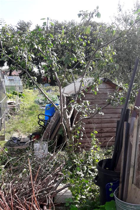 Restoration Pruning on a Plum Tree – Notes from the Allotment