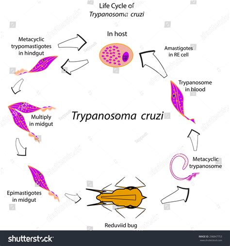 2 Trypanosoma cruzi life cycle Görseli, Stok Fotoğraflar ve Vektörler ...