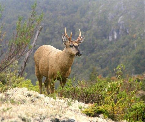 Almost extinct deer species makes astounding comeback due to action by government and ...