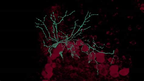 Cerebellar Basket Cell - YouTube