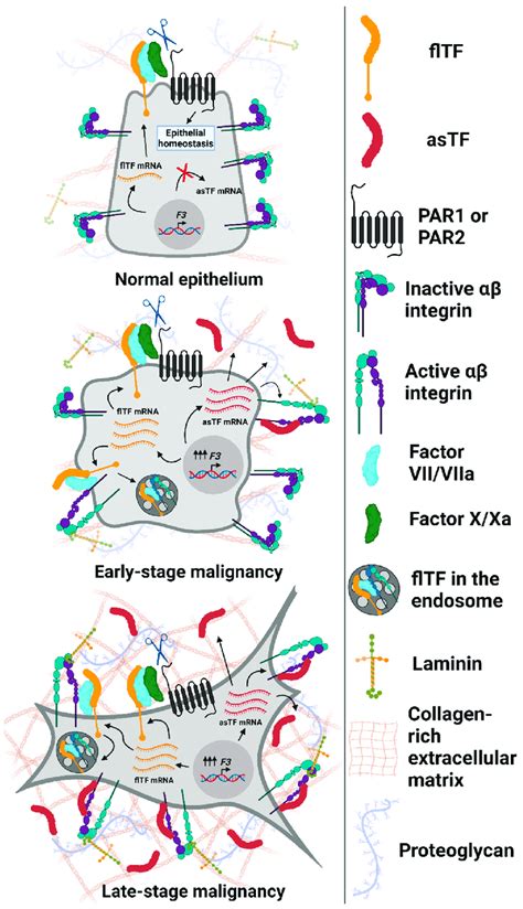 Expression and functional properties of Tissue Factor isoforms in... | Download Scientific Diagram