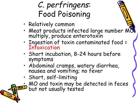 PPT - The Anaerobes PowerPoint Presentation, free download - ID:1445854