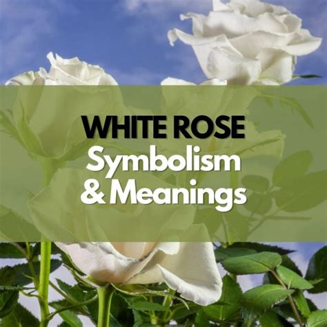 What Does a White Rose Symbolize? - Symbol Genie