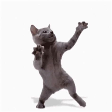 Cat Cat Dance GIF - Cat CatDance Dance - Discover & Share GIFs