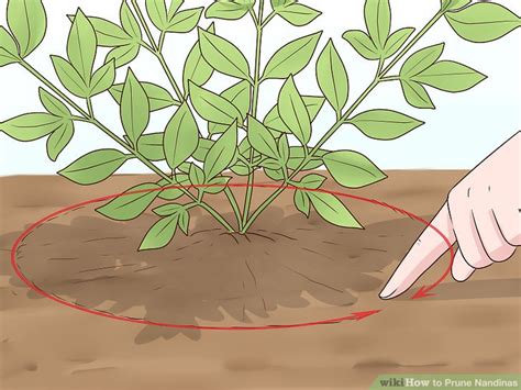 How to Prune Nandinas: 12 Steps (with Pictures) - wikiHow