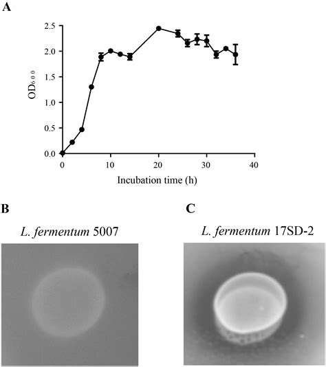 Effects of ferulic acid esterase-producing Lactobacillus fermentum and cellulase additives on ...