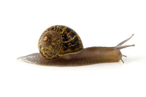 Free Images : animal, shell, invertebrate, mollusk, slow, molluscs ...