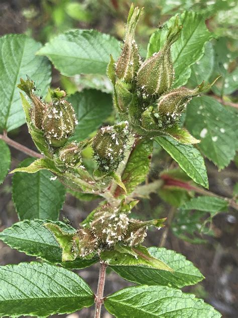 What are these bugs on my rose bush and how do I get rid of them? : r ...