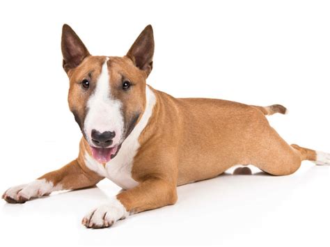 Miniature Bull Terrier - Temperament, Lifespan, Shedding, Puppy