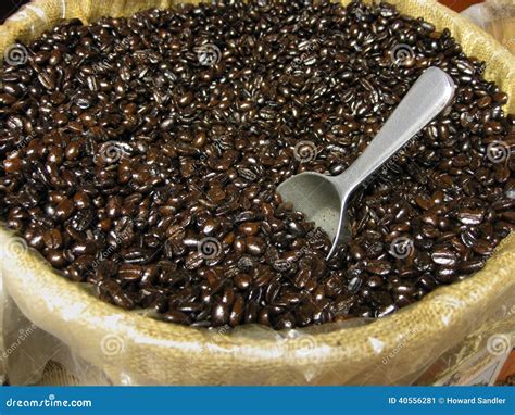 Mocha java coffee beans stock image. Image of roasted - 40556281