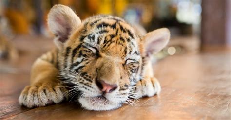 baby tiger for sale south africa - Lauren Mayfield