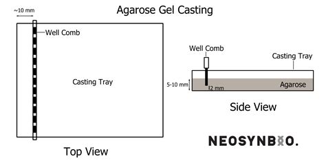 Agarose Gel Electrophoresis Protocol — NeoSynBio