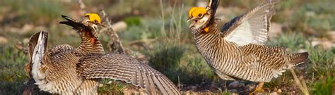 Lesser Prairie Chicken Conservation Bank - Restoration Systems