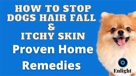 Proven Home Remedies to Reduce Hair Fall & Itchy Dogs skin - YouTube