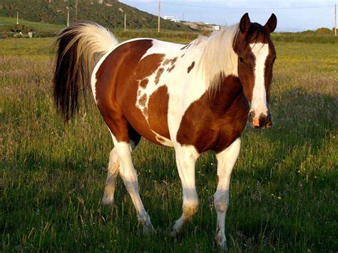 Warmblood Horses, Dressage Horses, Thoroughbred Horse, Brown And White ...