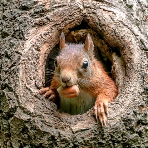 What hibernating squirrels can teach space travelers - Earth.com