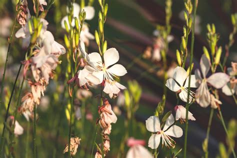 Gaura: location, pruning & overwintering - Plantura