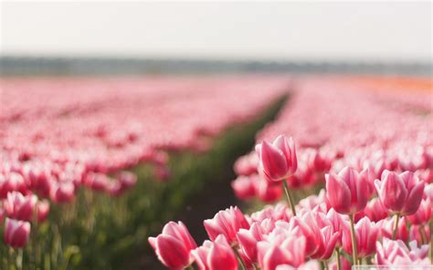 Pink Tulip Field Ultra HD Desktop Background Wallpaper for 4K UHD TV : Multi Display, Dual ...