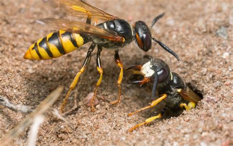 9 Extraordinary Facts About North America's Native Bees