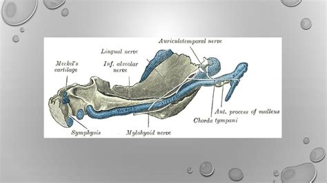 Development of mandible