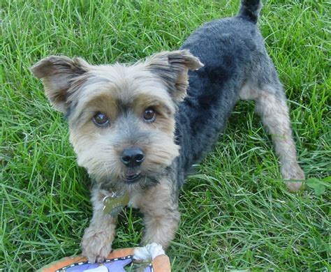 File:Yorkshire Terrier playing grass.JPG - Wikipedia
