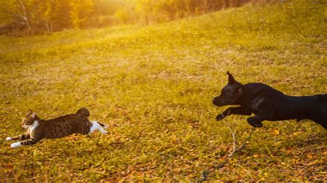 Why do dogs chase cats? - Nordic Education Centre for Dog Trainers